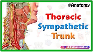 Thoracic sympathetic trunk  Animated Gross anatomy [upl. by Katzman]