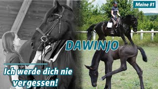 Mein erstes eigenes Pferd  Dawinjo [upl. by Lagas397]