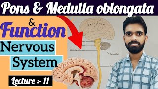 Definition amp function of pons and medulla oblongata ॥ Anatomy amp physiology ॥ Nervous system in hindi [upl. by Lamok347]