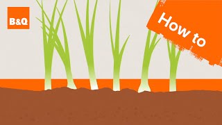 How to grow spring onions [upl. by Idna525]