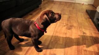 Labrador Puppy Training 10 Weeks Old Ben The Chocolate Labrador [upl. by Rowley]