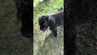 Laya is a sweet cockapoo who is very energetic and friendly and 6 years old ❤️ [upl. by Eiliak]