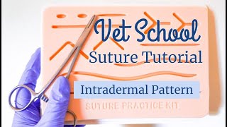 VET SCHOOL SUTURE TUTORIAL Intradermal Pattern  BellaVet [upl. by Ahsinert]