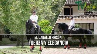 Caracteristicas del Caballo Frison TvAgro por Juan Gonzalo Angel [upl. by El]