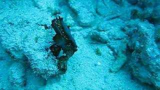 2 flatworms mating underwater [upl. by Libenson]