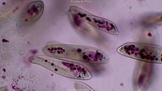 Paramecium tutorial HD [upl. by Joel509]