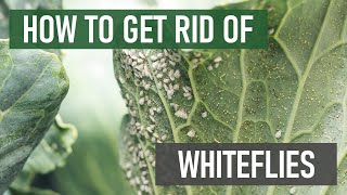 How to Get Rid of Whiteflies 4 Easy Steps [upl. by Nwhas530]