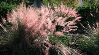 Gulf Muhly Grass [upl. by Sivlek]