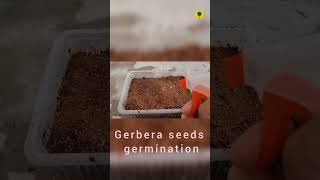 Gerbera seeds germination🌱🌱 [upl. by Dahs]