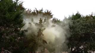 Cedar Tree Pollen cloud  ADC [upl. by Ilowell872]