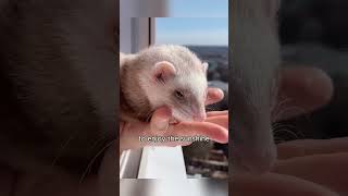 Adorable Ferret Mama Shows Off Her Babies to Owner 🥰🐾 shorts ferret cuteanimals babyanimals [upl. by Camilla]