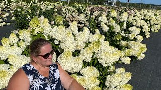 Гортензия метельчатая Полярный Медведь Hydrangea paniculata Polar Bear [upl. by Ramo353]