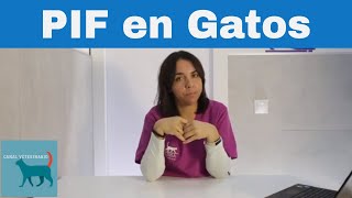 Peritonitis infecciosa felina o PIF  Enfermedad grave en gatos [upl. by Sumaes]