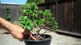 Creating a Dwarf Gardenia Bonsai Part 2 Finalize Pruning  Root pruningmp4 [upl. by Trebma]