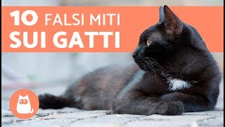 10 FALSI MITI sui gatti – Cose NON VERE sui gatti [upl. by Ettennaej]