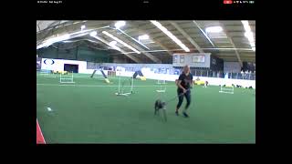 NADAC  Regulars  Dogs on Q Labor Day Trial [upl. by Maunsell]