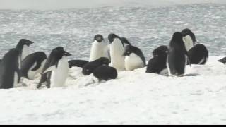 Penguins In Antarctica [upl. by Viviyan15]