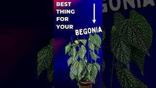 The SINGLE Fastest Way To Transform your Cane Begonia [upl. by Amuh]