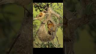 Penduline titsРемезы строят гнездо birds shots wildbirdlife [upl. by Annalise]