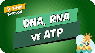 DNA RNA ve ATP  9Sınıf Biyoloji 2024 [upl. by Isdnyl]