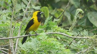 Turpial montañero Icterus chrysater forrajeando en un cultivo de café  Farallones del Citará [upl. by Joann893]