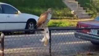 Big Hawk Attacking Cat and Takes Off With It [upl. by Anaujal]