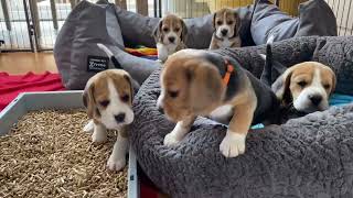 Beagle Puppy Army Fighting amp Howling [upl. by Atiana]