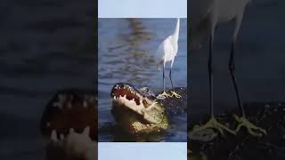 Crocodile And Crane shortvideo viralshorts shorts [upl. by Mooney]