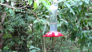 Colibris at Monteverde Costa Rica [upl. by Brozak]