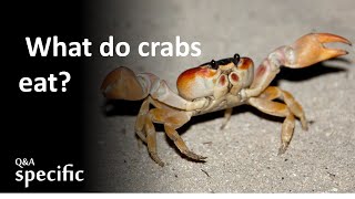 What do crabs eat [upl. by Ednil]