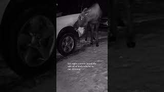 Moose Licks Salt Off Car Parked in Driveway  1487546 [upl. by Nymassej160]