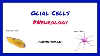 Glial Cells  Neurology [upl. by Serles25]