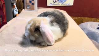 Janette amp Deisel Holland Lop Litter 8 Weeks Old [upl. by Hgieloj]