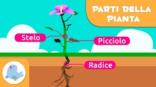 Le parti della pianta e la fotosintesi  Video educativo per bambini [upl. by Antin]