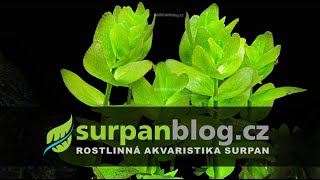 Bacopa caroliniana  Bakopa karolínská  Akvarijní rostliny  SURPANcz [upl. by An839]