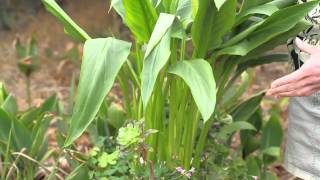 How to Transplant Calla  Green Savvy [upl. by Erek]