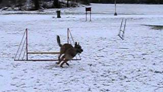 agility with laekenois part 5 [upl. by Odette711]