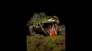 Frog Learns Harsh Lesson About This Bug 😬 [upl. by Ennahgiel]