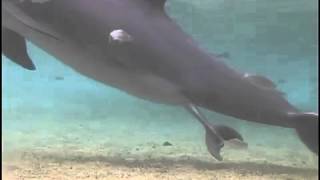 Incroyable naissance Dauphin au Dolphin Quest Hawaii [upl. by Cerveny]