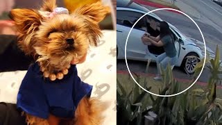 Teacup Yorkie stolen during walk with owner in Huntington Park [upl. by Gilud709]