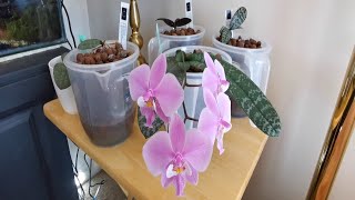 Phalaenopsis schilleriana orchid fragrance variegation and variation [upl. by Pardner]