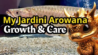 ALL ABOUT🐲JARDINI AROWANA [upl. by Annawoj]