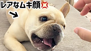 夏の暑さと母ちゃんがうっとうしくて珍しくイライラ💢するフレンチブルドッグ 暮らし dog フレブル 夏 [upl. by Eiro]