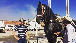 LUJOSOS CABALLOS BAILADORES A LA ALTA ESCUELA  Así se entrenan 🐴 [upl. by Scevo751]