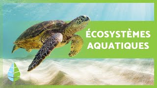 ÉCOSYSTÈMES AQUATIQUES 🏝️🐠 Caractéristiques TYPES et Exemples [upl. by Jahdol]