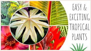 Easy Tropical Style Plants for Starting Your Garden [upl. by Ayres]