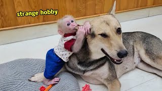 My dog ​​has become indifferent to the baby monkeys strange hobbies  funny dog video family aki [upl. by Assenar791]