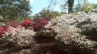 Dothan Azalea Dogwood Trail 2012 [upl. by Missi]