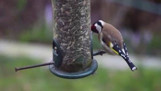 Darf ich vorstellen STIEGLITZ  Vogel des Jahres 2016 [upl. by Tnattirb]