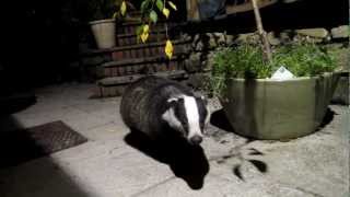 Sweet Tame Badger visit [upl. by Eleda]